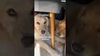 Dogs having a serious conversation 🫢   