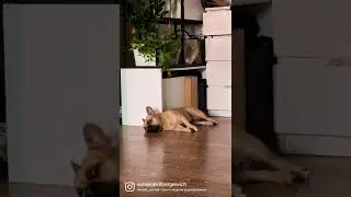 #dog #frenchie #собаки #animals