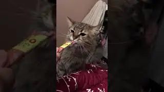 Tiger loves creamy meow treat