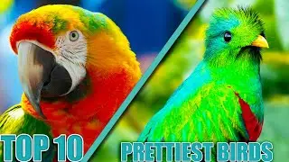 TOP 10 PRETTIEST Birds On The PLANET