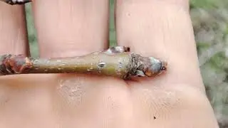 Как отличать почки груши