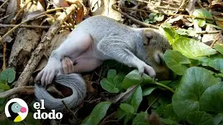 Wild squirrel decides to live with the boy who rescued her | The Dodo