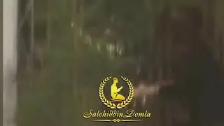 SHUKRULLO DOMLA JINSIY BUZIQLIK