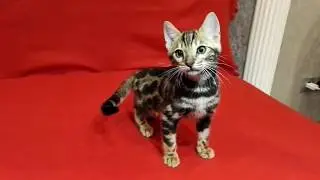 Мальчик 1 Гретта + Оскар