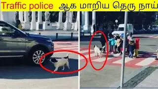 traffic police ஆக மாறிய தெரு நாய்__A stray dog help children cross road #factinminutes #shorts #fact