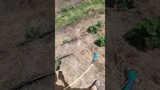 Размножение клубники Купчиха #купчиха #клубника #землянка #земляникасадовая #дача #сад #огород