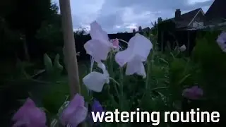 Watering plants in the late evening 🇬🇧