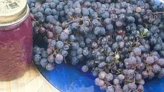 Come Fare la Gelatina o Composta  d'Uva