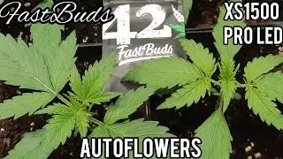 NEW FASTBUDS AUTOFLOWER STRAINS & GROW. SEEDLINGS GROWN UNDER VIPARSPECTRA XS1500 PRO LED