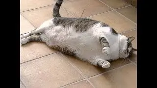 ПРИКОЛЫ С ЖИВОТНЫМИ●КОТИКИ●ПРИКОЛЫ С КОТАМИ●КОТИКИ ПРИКОЛЫ●СМЕШНЫЕ КОТЫ