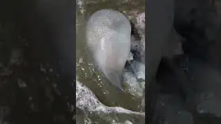 A Jellyfish on the Cox's Bazar sea beach#youtubeshorts #trending #travel #beach