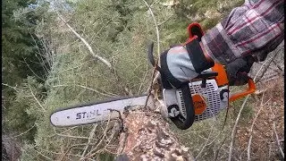 2017 Christmas Tree Hunting