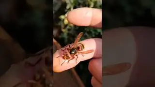 Feeding a wasp with honey.