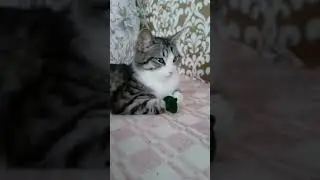 подпишись