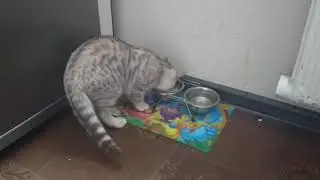 MARSik