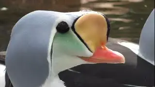 Le anatre europee - European ducks