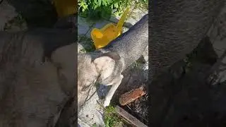 Я не хочу работать #юмор#пес.