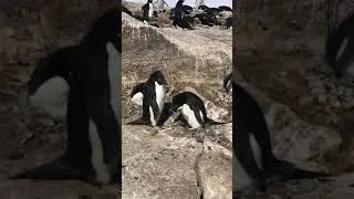 Adele's penguins