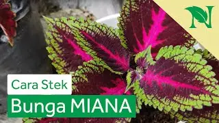 Cara Memperbanyak Tanaman Hias Miana Dengan Stek Batang Anti Gagal