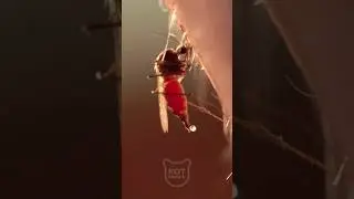 Mosquitoes WILL NOT BE ABLE TO BITE US ANYMORE! 