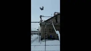 Голуби Бориса Осадчего 2019!