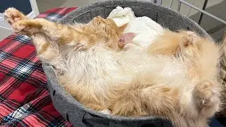 🔊Meow Weirdness Activation 🤚 This Floofy Boy Makes The Weirdest Sounds When He Stretches 😸🐾🧡