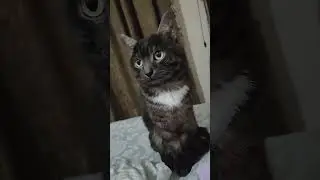 Наше чудо кот