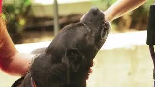 Pets are helpful not painful