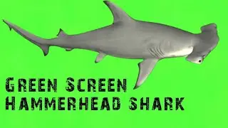 video animasi green screen hammerhead shark