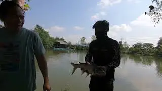 ตกปลาเปคู บ่อตกปลากาสะลอง 