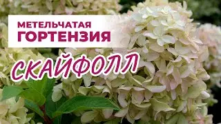 Гортензия Скайфол: изящный и утонченный сорт
