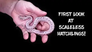 First Look at Newly Hatched Scaleless Ball Python Hatchlings!