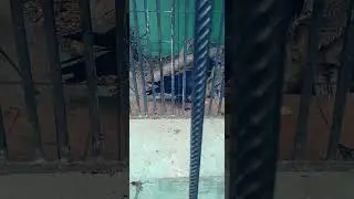 Ворон - птица вещая !