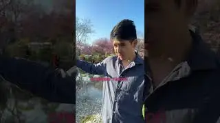 Японский Сад в Вене 🇯🇵🎋