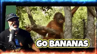 GO BANANAS! Producer Reacts to Orangutan's 'I Want to Be an Orangutan' Music Video