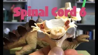 Spinal Cord 6