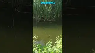 Рыбалка на Поплавок 16 #shorts Рыбак Подпишется!😍