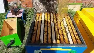 Готововим Пчелосемьи к Медосбору по Кашковскому!!!Рублёвка Live!!!