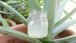 【自製蘆薈膠的做法】可以吃也可以擦在皮膚