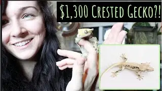 MEET MY NEW CRESTED GECKOS! | Lily White Crested Gecko