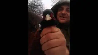 Ловля фазана на растяжку в Донбассе