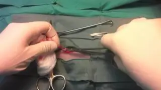 Abdominal Cryptorchid Cat Castration