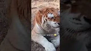 МАСШТАБНЫЙ ЧИХ