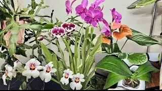 Metodo para rescatar orquídeas hojas orejas de elefante y hojas con acordeón 🥬🍃🍀
