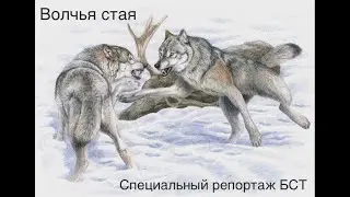 Серая стая  Специальный репортаж