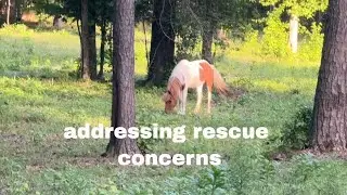 Pony Updates - Ranting About Rescuing