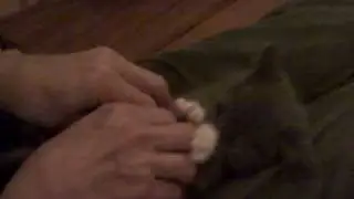 Surprised Kitty (Original)