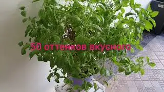 СОУС ПЕСТО!!!