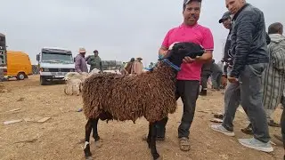 الله على سوق أربعاء مكناس لحوالى ونعجة وخروفة 2026/06/26