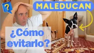 EDUCACIÓN BÁSICA del Perro CACHORRO